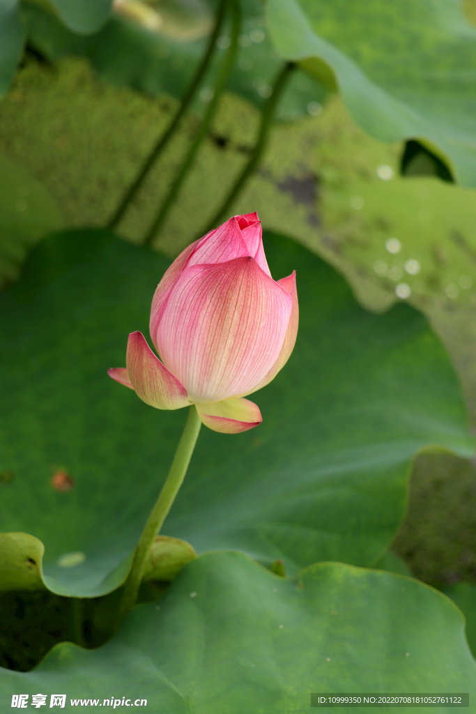 荷花花苞