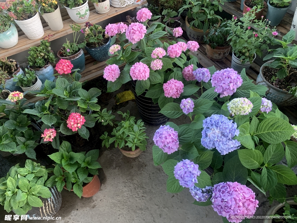 最美绣球花