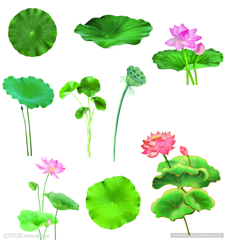 荷花素材