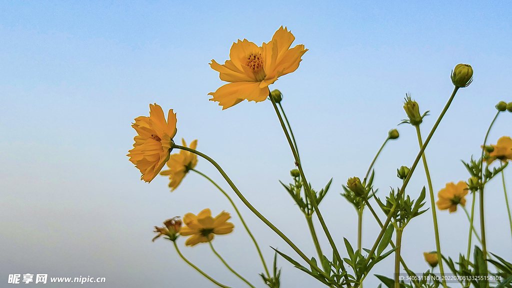 蓝天与金鸡菊