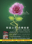 粉玫瑰