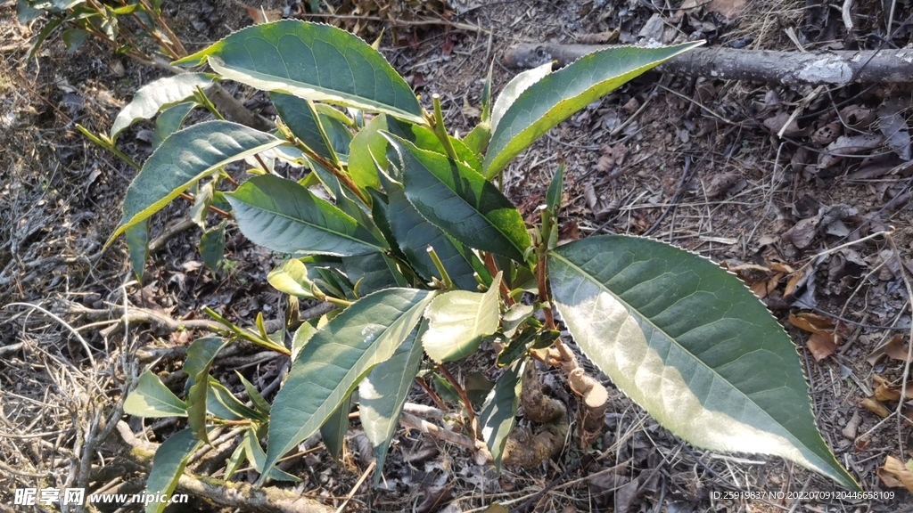 茶地