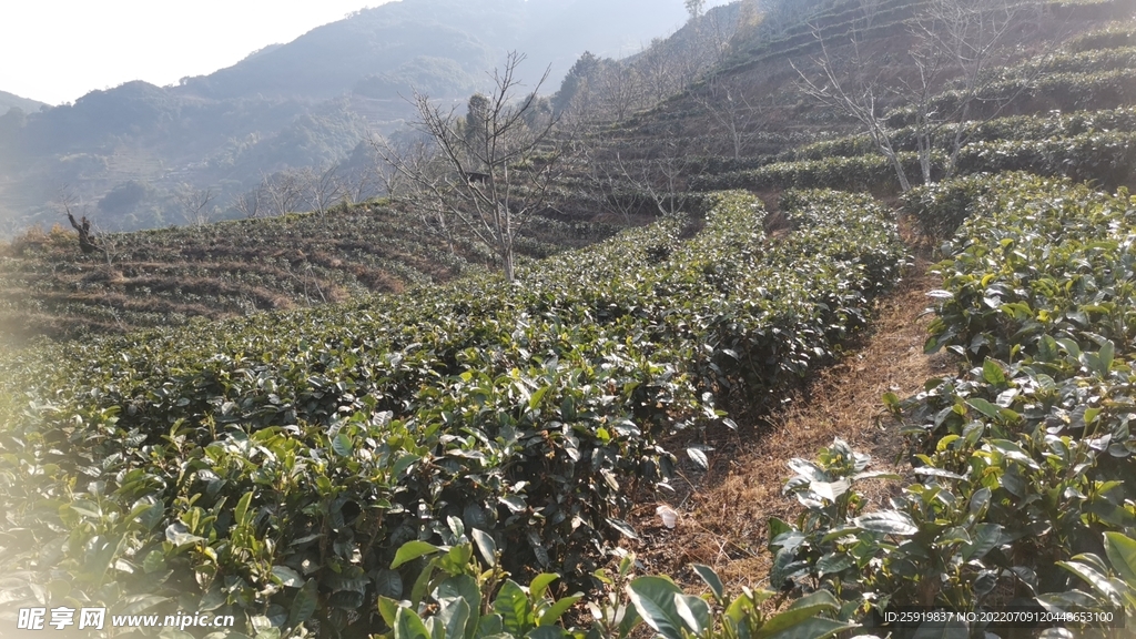 茶地