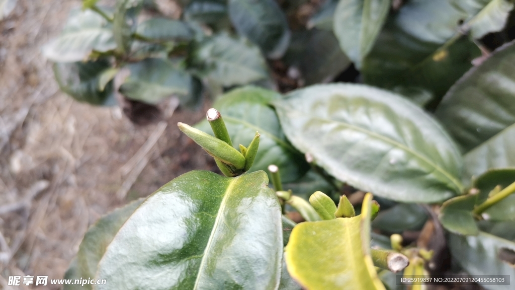 茶地