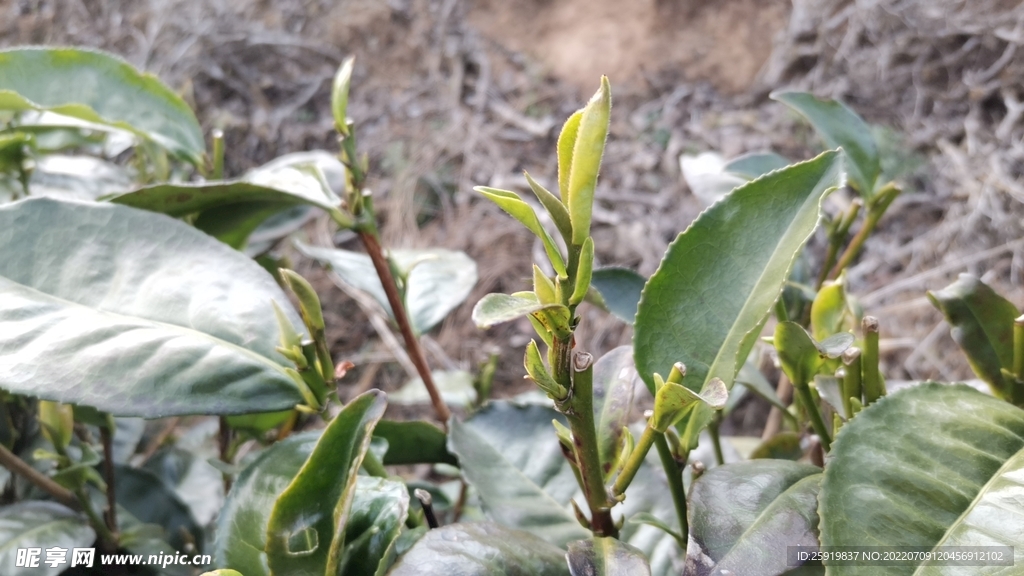 茶地