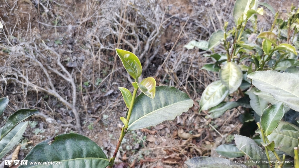 茶地