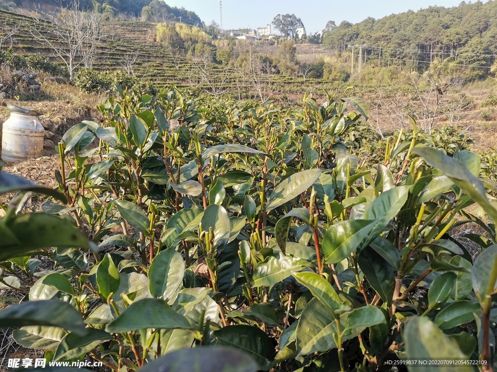 茶地
