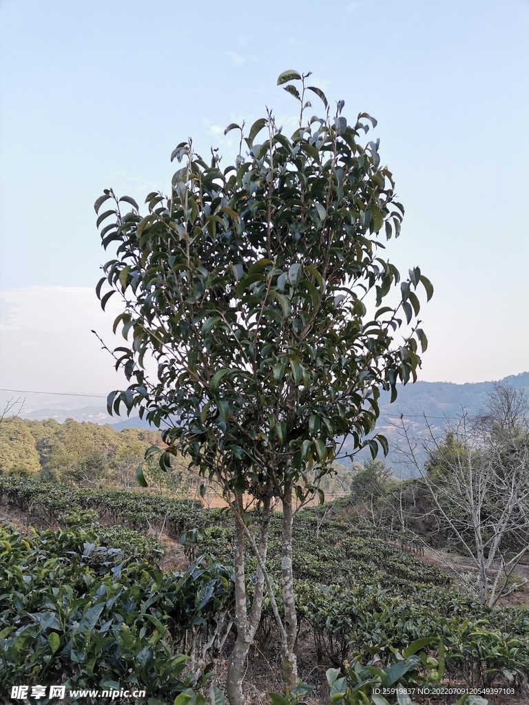 茶树