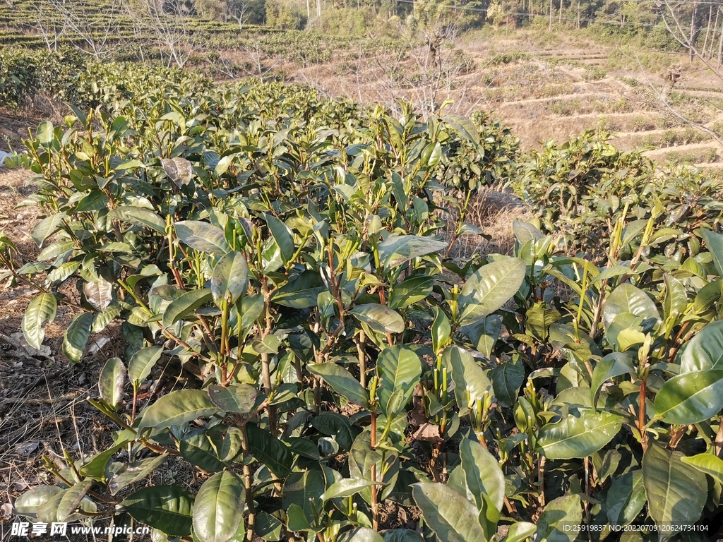 茶地