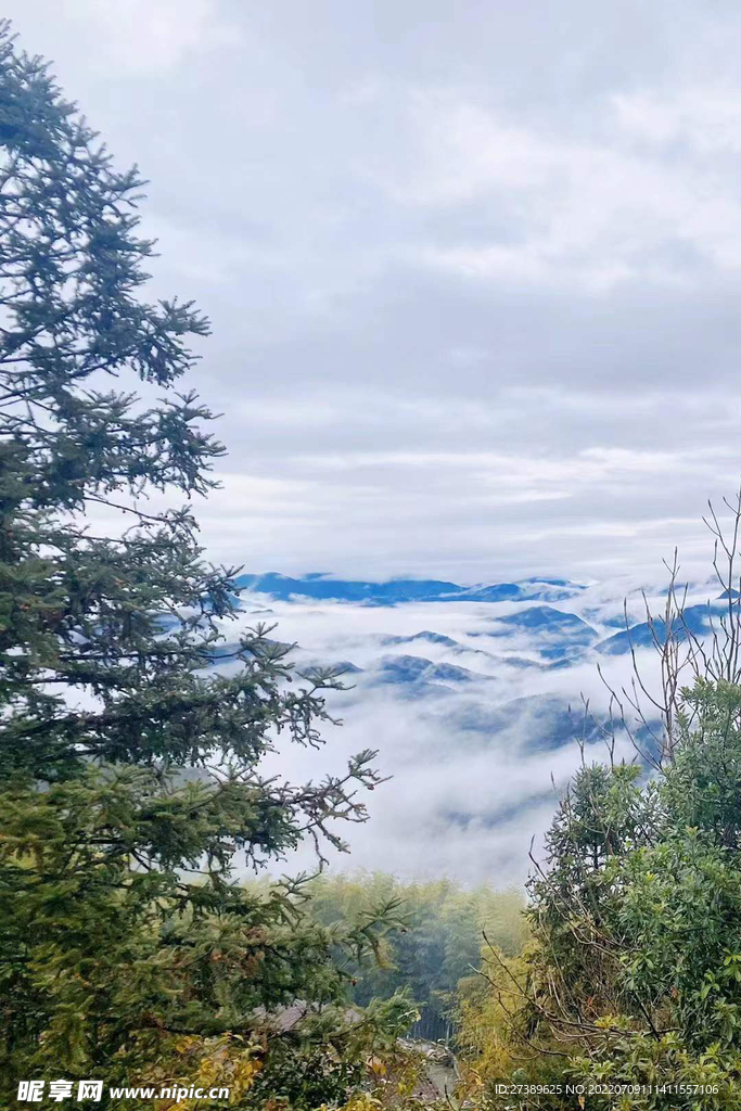 云雾松树