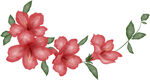 芙蓉花