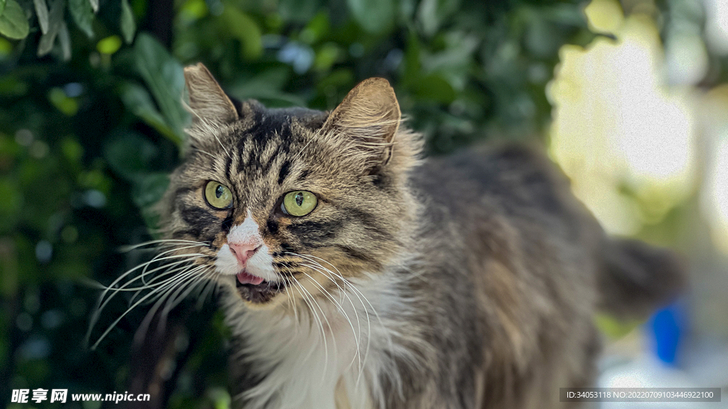 叫唤的猫