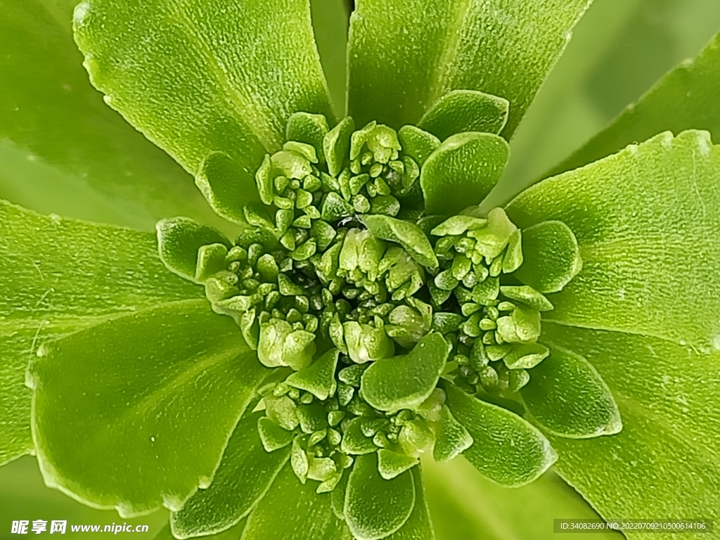 养心菜费菜 茎叶花野菜景天三七