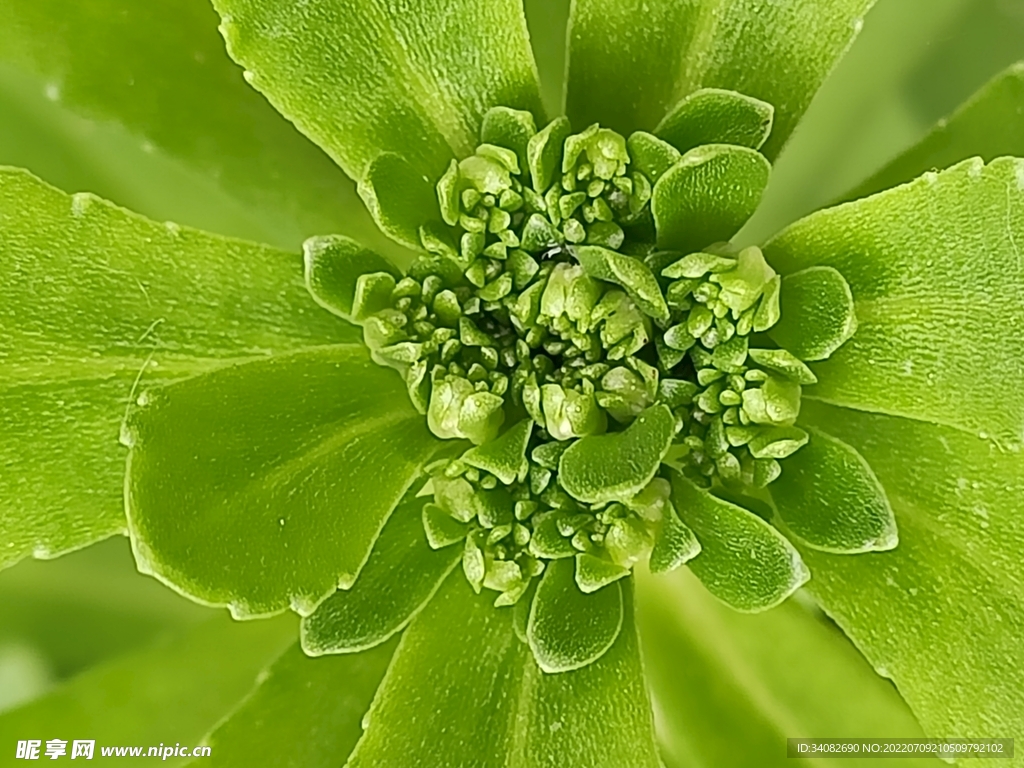 养心菜费菜 茎叶花野菜景天三七