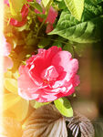 五彩暖色光影下一枝粉红色蔷薇花