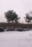 雪景