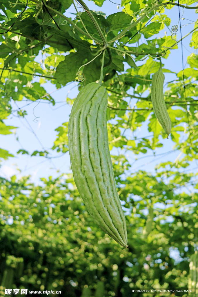 苦瓜种植