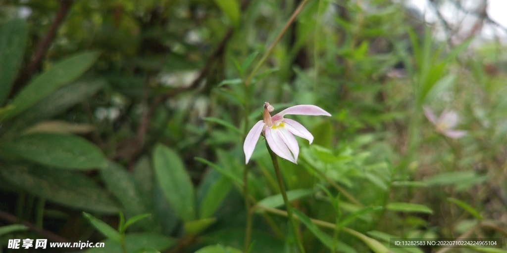 半边莲花朵图片