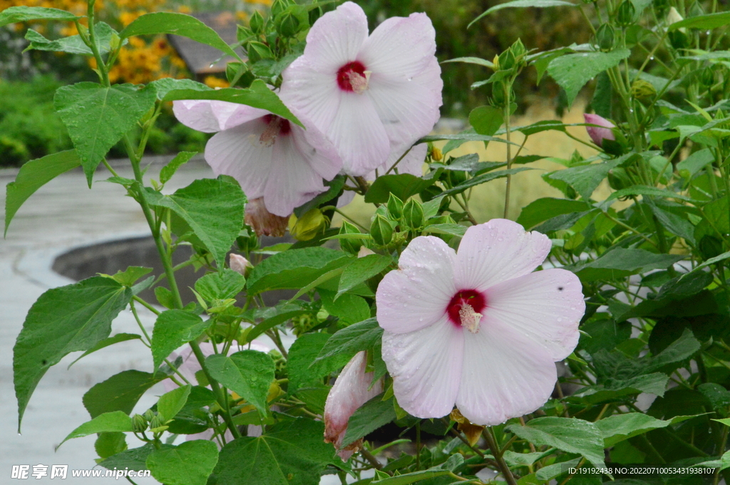 芙蓉葵