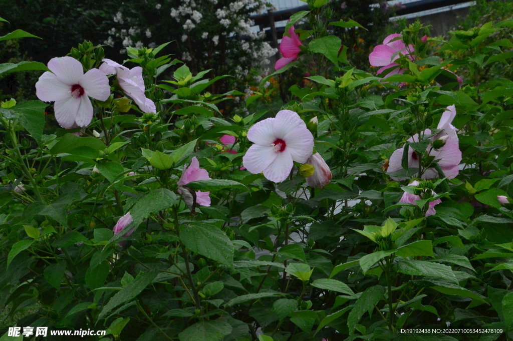 芙蓉葵