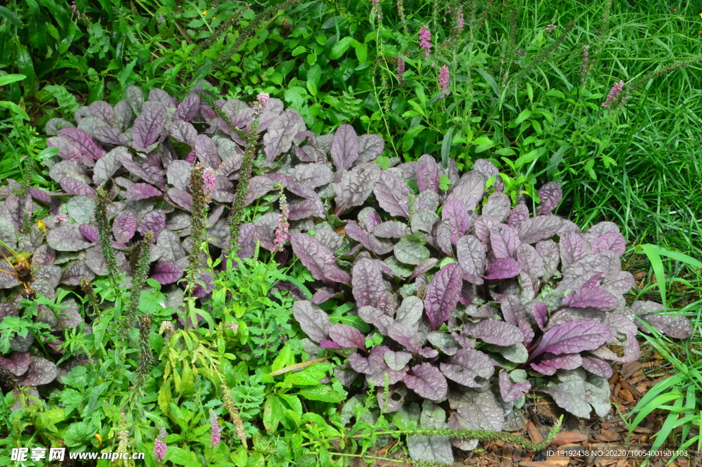 园林花草 