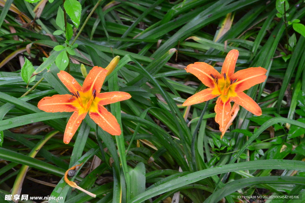 萱草花