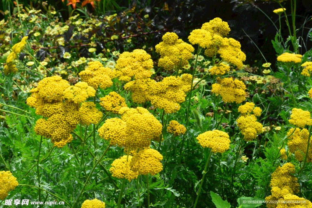 园林花草 