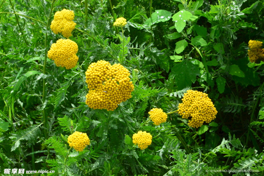 园林花草 