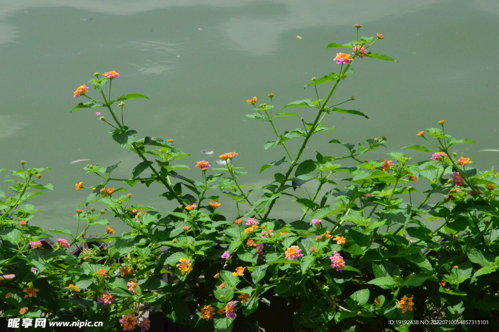 园林花草  