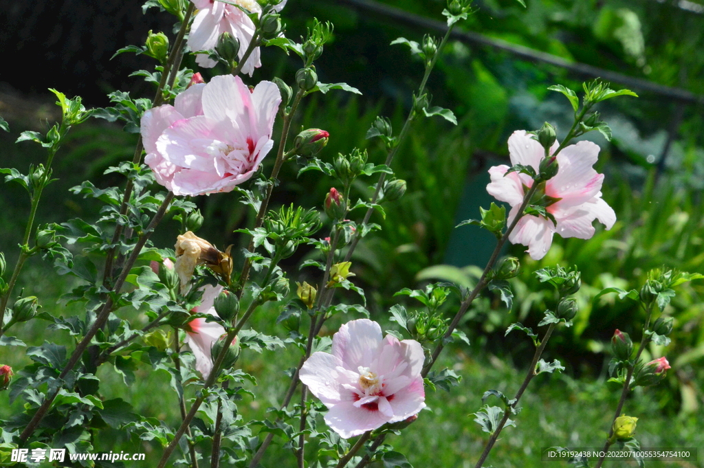 木槿花 
