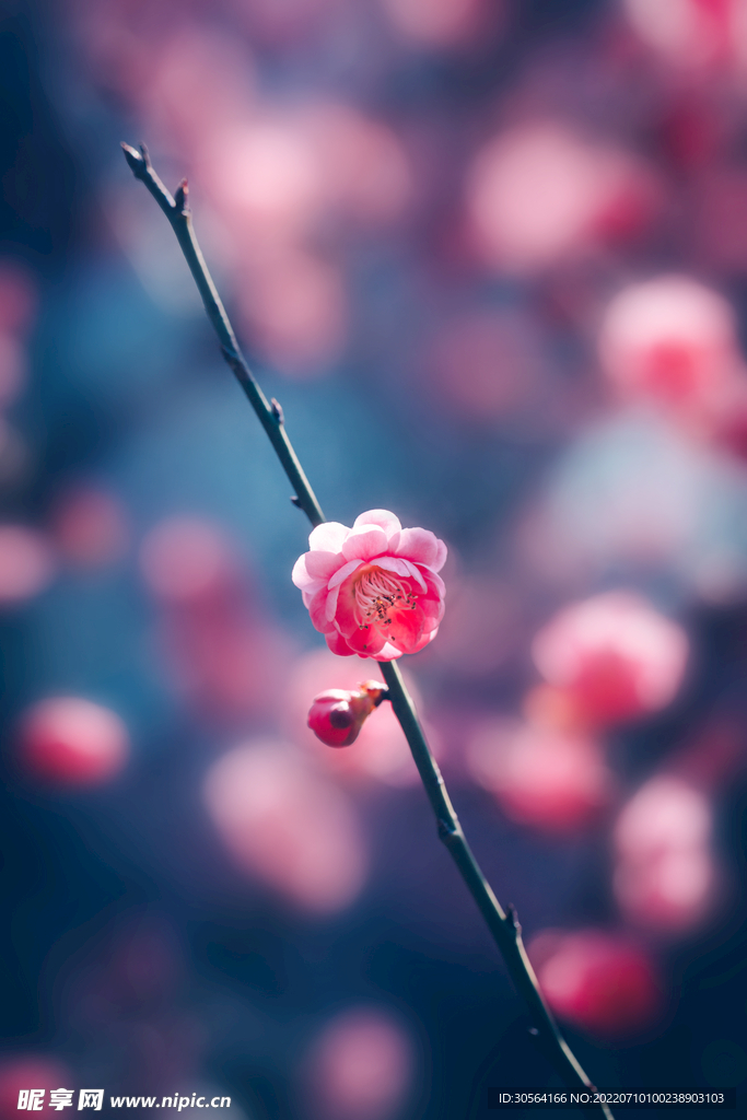 户外红色花朵