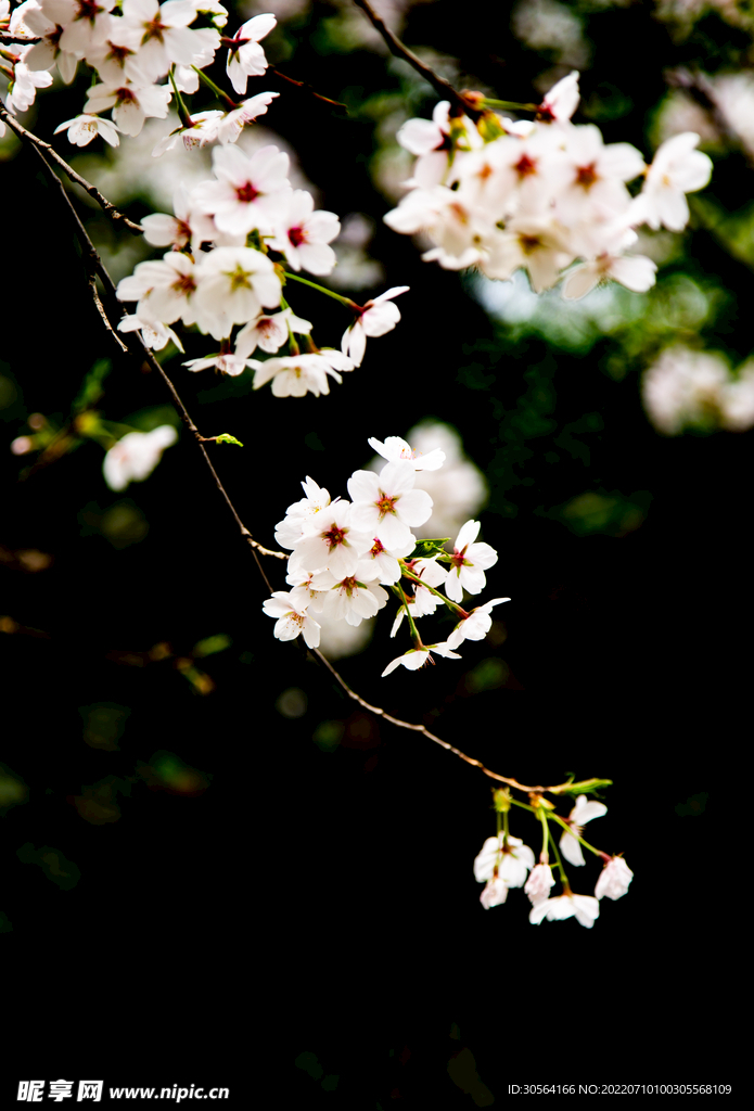 户外白色花朵