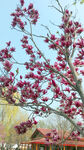 玉兰花