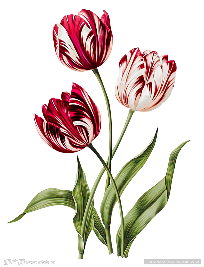 手绘花