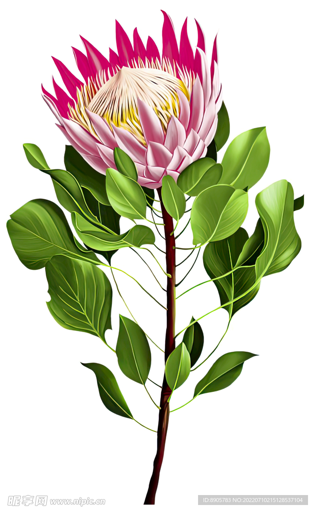 手绘花