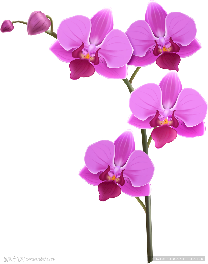 写实花卉