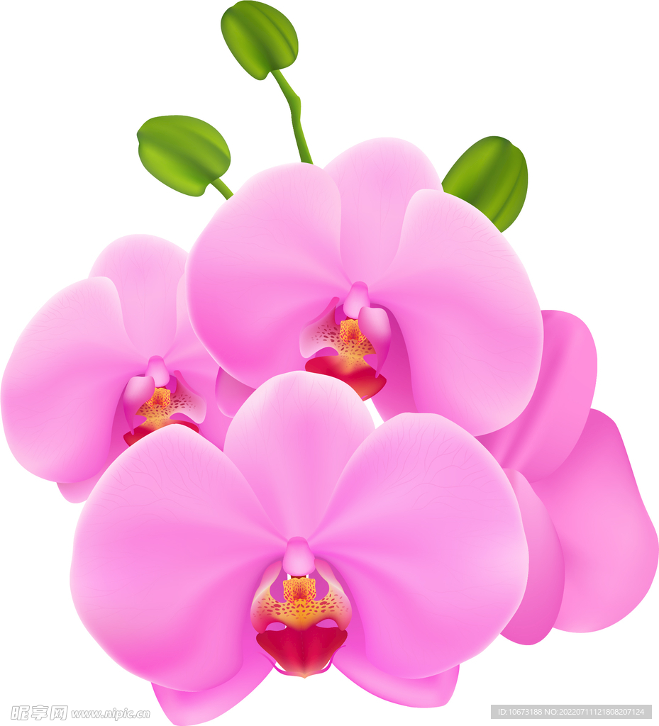 写实花卉