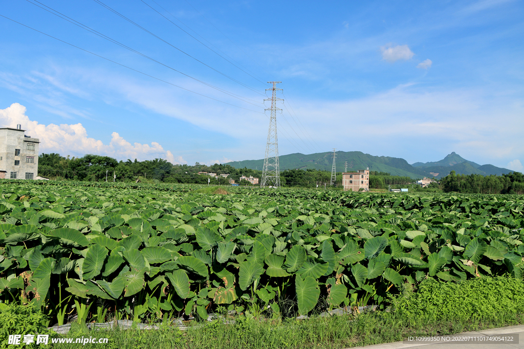 芋头种植