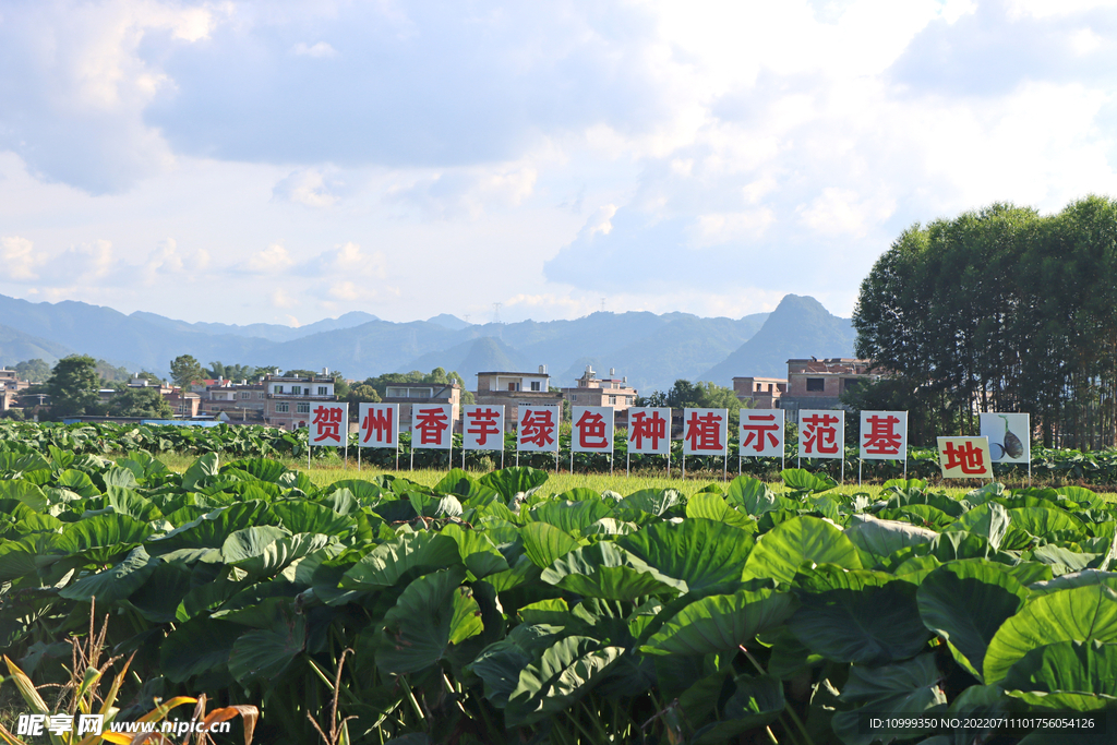 贺州香芋种植基地