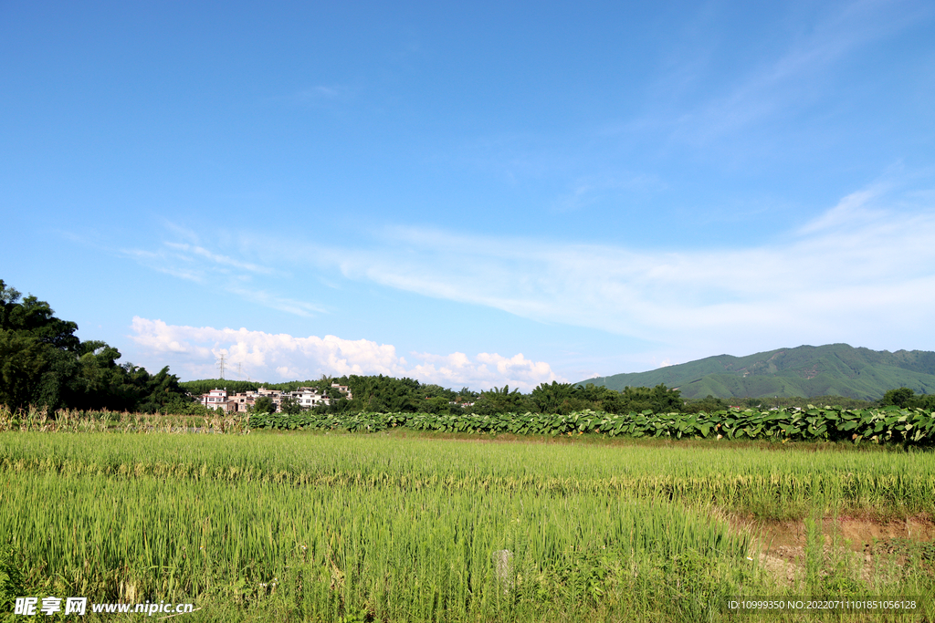 田园风光