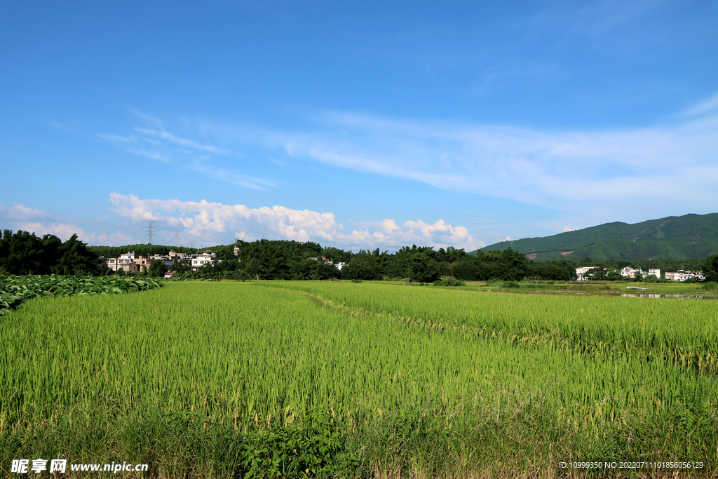 田园风光