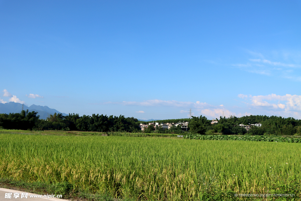 田园风光