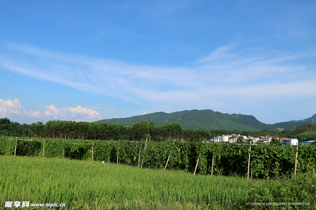 田园风光