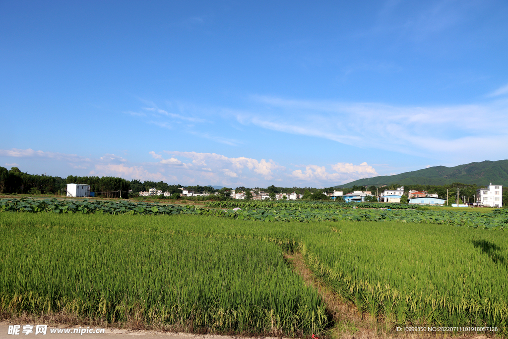 田园风光