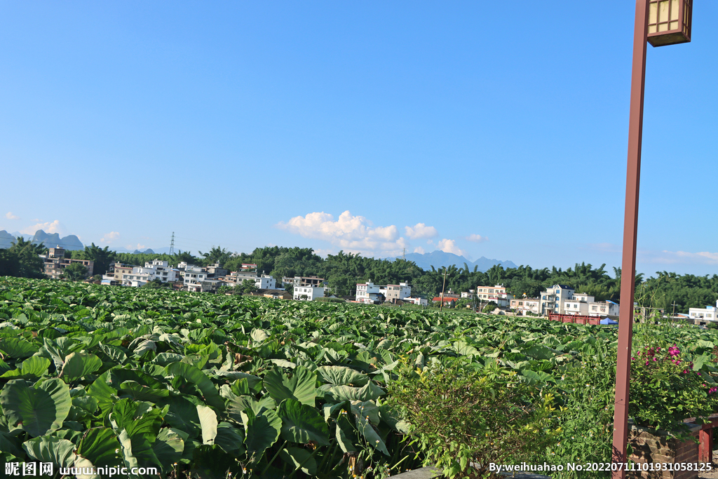 贺州芋头种植基地