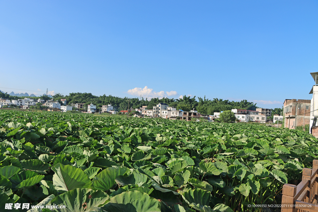 芋头种植基地