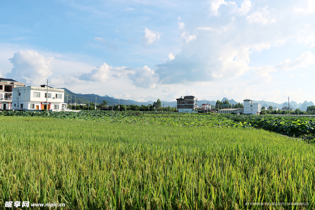 田园风光