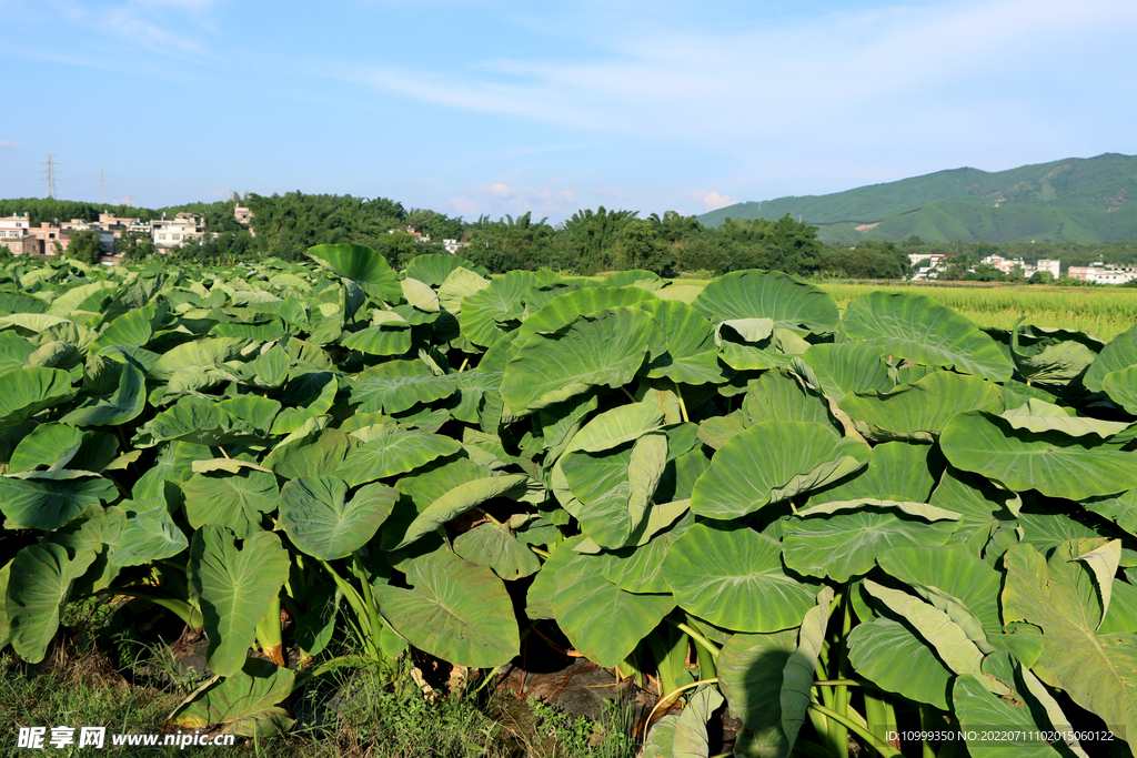 芋头种植