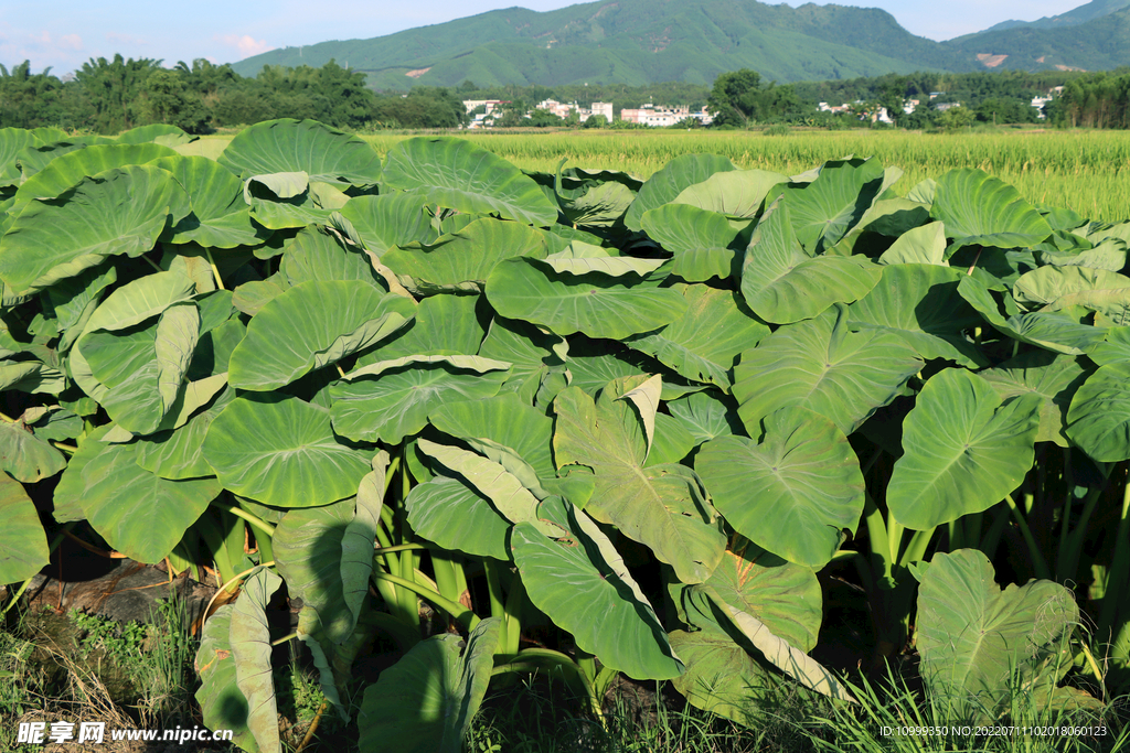 芋头种植