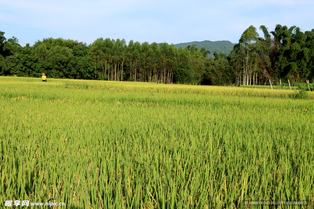 一片水稻田